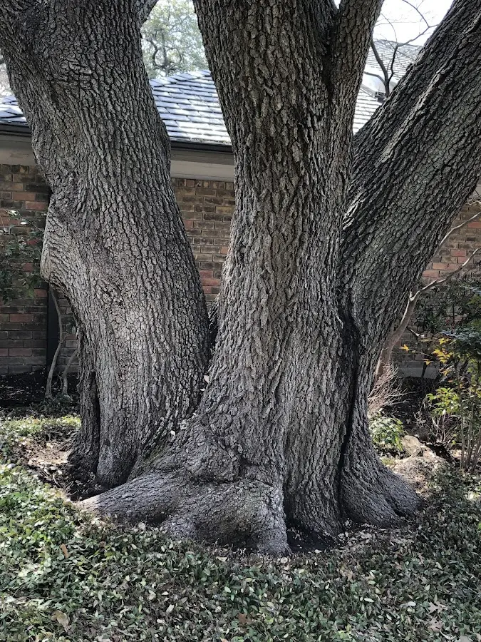 Mature heritage tree close to a Checotah property cared for by certified arborists
